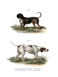 Teckel, 1860